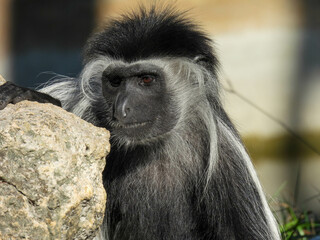 A captive Angolan, or black and white  colobus in Tampa, Florida