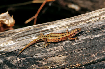 Viviparous lizard - Waldeidechse (Zootoca vivipara)