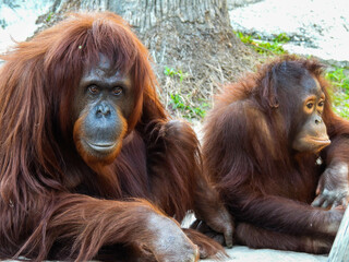 Captive mother and baby orangutan in Tampa, Florida