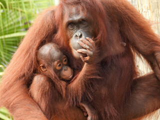 Captive mother and baby orangutan in Tampa, Florida