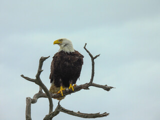 Bald eagle in the Merritt Island Wildlife Refuge