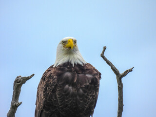 Bald eagle in the Merritt Island Wildlife Refuge