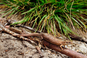 pregnant Viviparous lizard - trächtige Waldeidechse (Zootoca vivipara)