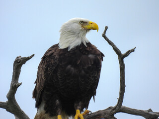 Bald eagle in the Merritt Island Wildlife Refuge