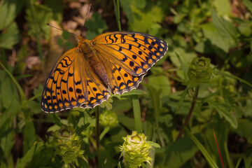 Macro picture of Speyeria aglaja on plant on nature location of Croatia, Europe