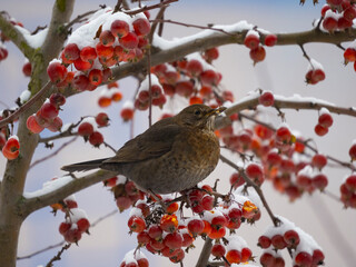 Common Blackbird (Turdus merula) bird sitting on the hawthorn branch and eating berries in winter time