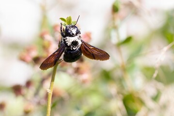 Macro picture of carpenter bee on plant on nature location of Croatia, Europe
