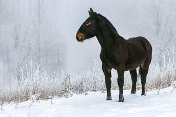 Portrait of a bay brown noriker coldblood horse weanling foal in front of a snowy winter landscape outdoors. A young horse in healthy, robust environment to grow up - obrazy, fototapety, plakaty