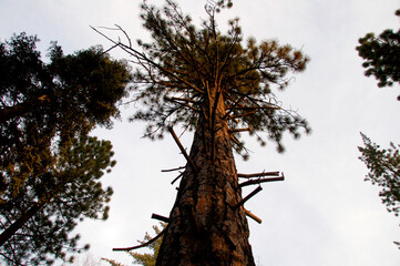 Towering pine tree stretches into the sky with morning sunlight creating a golden glow on the tree's trunk