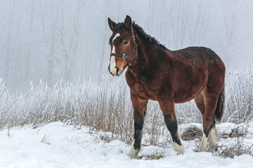 Portrait of a bay brown noriker coldblood horse weanling foal in front of a snowy winter landscape...