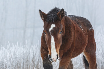 Portrait of a bay brown noriker coldblood horse weanling foal in front of a snowy winter landscape...