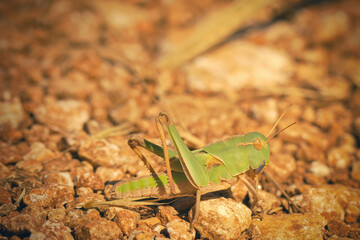 Macro picture of grasshopper on nature location of Croatia, Europe