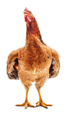 One red chicken.