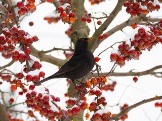 Common Blackbird (Turdus merula) bird sitting on the hawthorn branch and eating berries in winter time