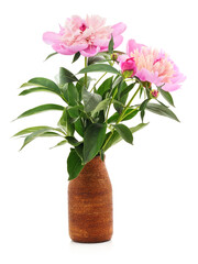 Pink peony in a pot.