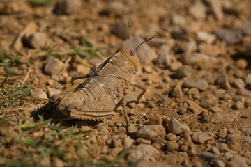 Macro picture of grasshopper on nature location of Croatia, Europe