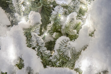 Close up of small white lights on green Christmas tree covered in snow, star effects on lights, nighttime, outdoors, nobody