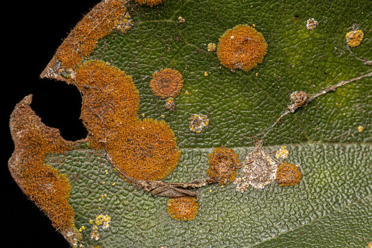 Small Orange Terrestrial Algae