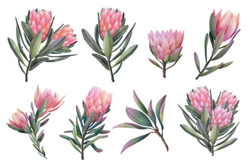 Hand drawn watercolor pink protea flowers, isolated illustration on a white background