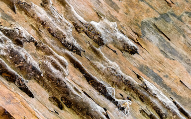 Old rough wood texture from a table Puerto Escondido Mexico.