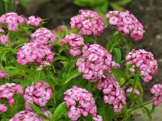 Carnation blooms on the flowerbed