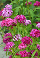 Carnation blooms on the flowerbed