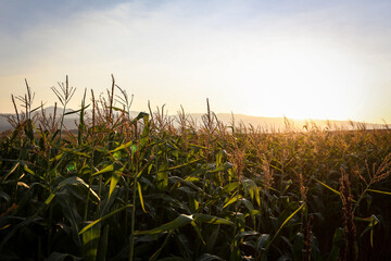corn field at sunset in Oregon's Willamette Valley