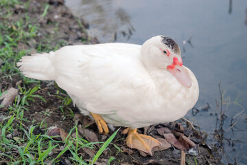 Barbary duck by the pond, selective focus on eyes