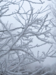 White Frozen Tree. Leafless Tree Branches Covered by Hoarfrost. Foggy Winter Day. No People. White Frosted Twigs Against the Foggy Sky.