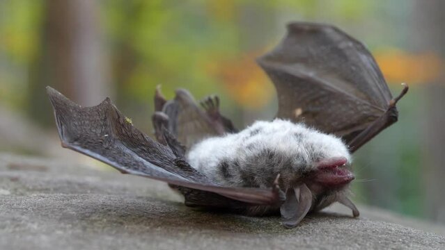Green little insect crawls on the wing of dead bat lying on the stone in the forest