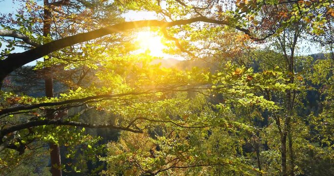 Beautiful sunset and autumn yellow trees sways in the wind. Cinema 4K 60fps video