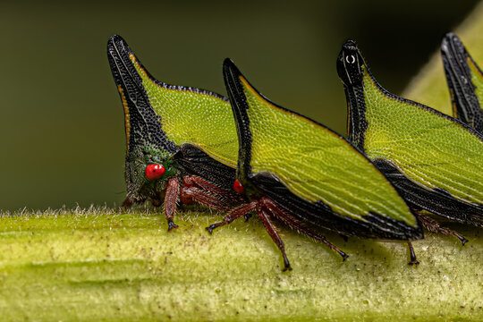 Adult Buffalo Treehopper