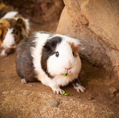 black and white guinea pig outside eating broccoli