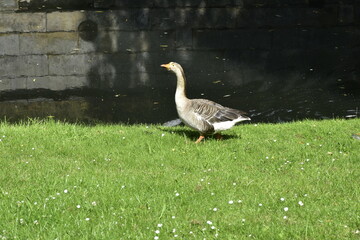 Gans in Celle im Park
