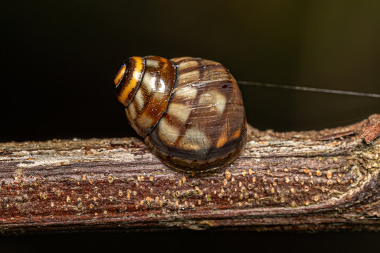 Common Land Snail