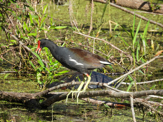 Common gallinule standing on a branch in the Florida wetlands