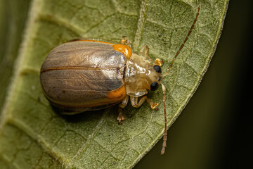 Adult Flea Beetle