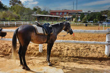 Portrait of a standing brown, gray and black horse waiting her turn for riding training at the horse farm with cloudy sky
