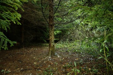 Pine without needles in middle of forest
