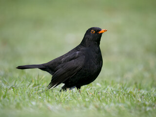 Blackbird, Turdus merula