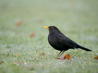 Blackbird, Turdus merula