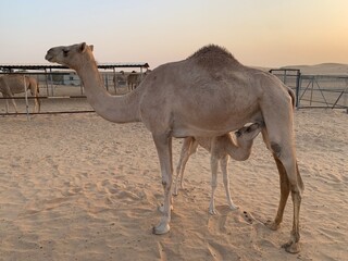 Camel with calf
