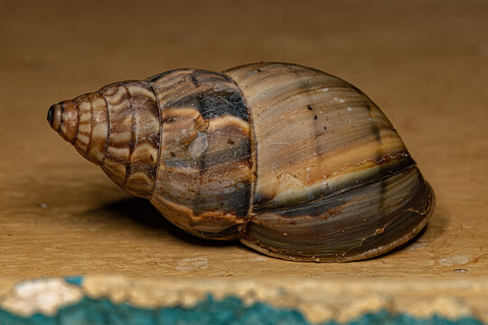 Common Land Snail