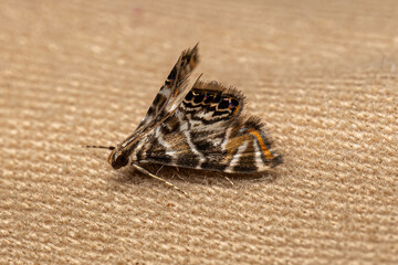 Adult China-mark Moth