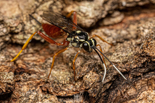 Adult Ichneumonid Wasp
