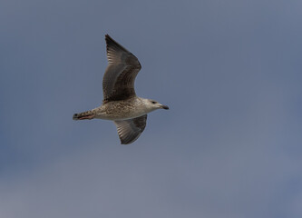 Taking a walk along the coast of the Cantabrian Sea observing different birds and the sunset!