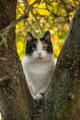 Portrait of a cat posing between two branches of an apple tree.