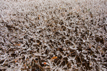 Closeup view of bush covered with ice on winter day