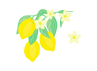 Branch with lemons and flowers, color drawing, on a transparent background, for printing on paper and fabric