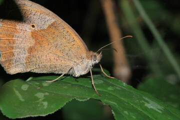 speckled wood butterfly macro photo